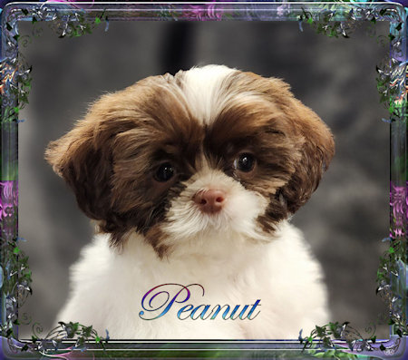 Tiny little male chinese imperial shih tzu puppies for sale teacup